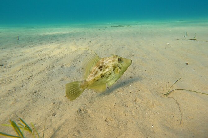 Discover Small Group Scuba Diving Experience in Nea Makri, Athens - What the high rating really tells you