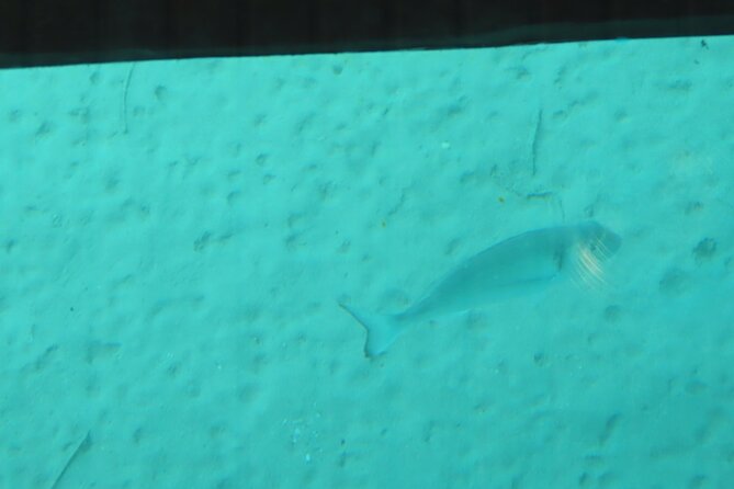 Dory's Glass Bottom Boat Adventure in Pserimos and Pserimos Beach - Who will enjoy this trip most