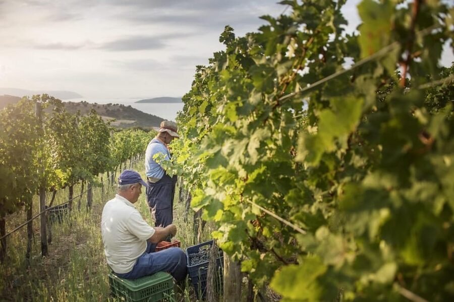 Evening of Wine and Scenic Views in Skiathos - Key points at a glance