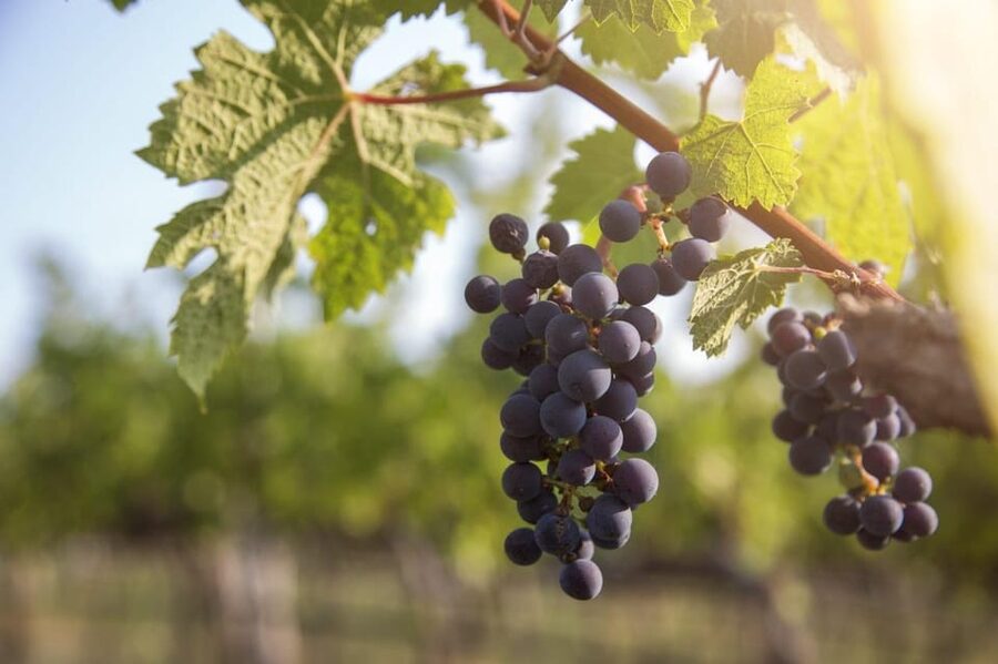 Evening of Wine and Scenic Views in Skiathos - A short introduction to vines and production