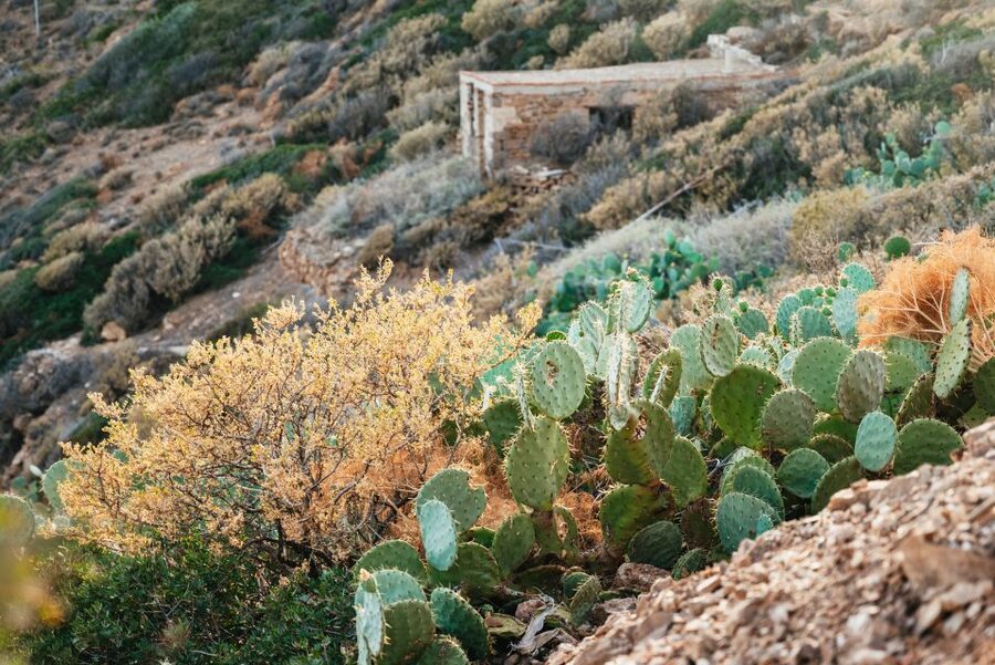 From Athens: Cape Sounion & Temple of Poseidon Half Day Tour - Morning or sunset tour?