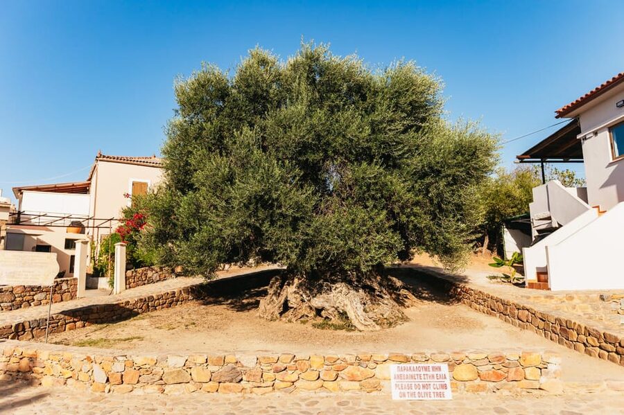From Chania: Elafonisi and Falasarna Guided Tour with Snacks - Key points at a glance