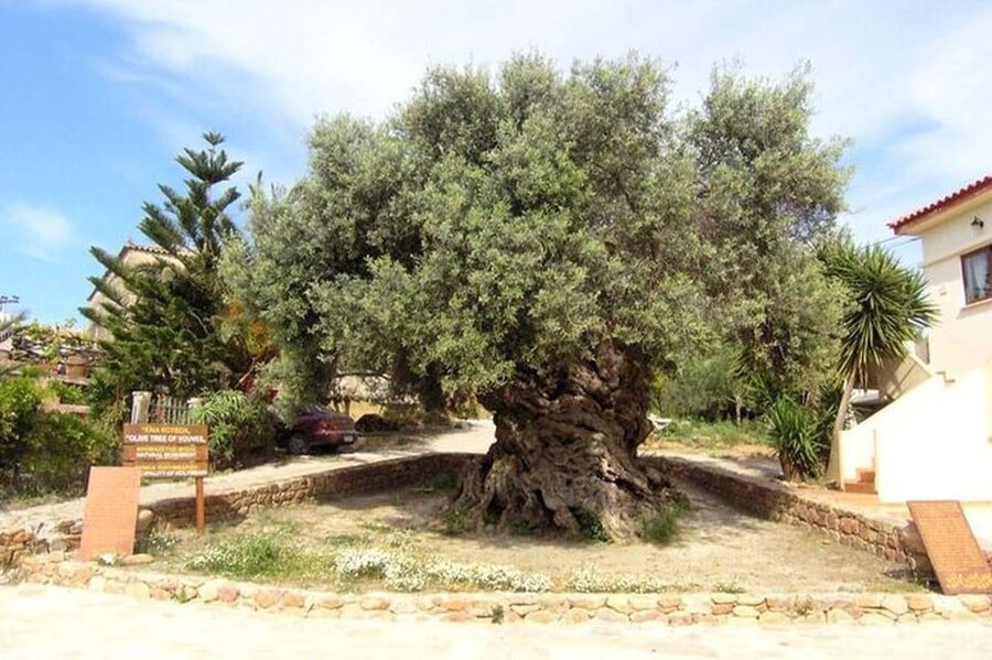 From Chania: Olive Oil, Wine, Cheese & Honey Tasting Tour - Who should book this Cretan food tour?