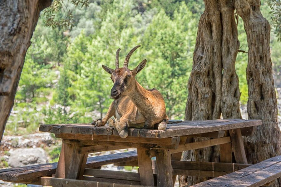 From Chania: Samaria Gorge with Professional Hiking Guide - Why the Samaria Gorge route is worth the effort