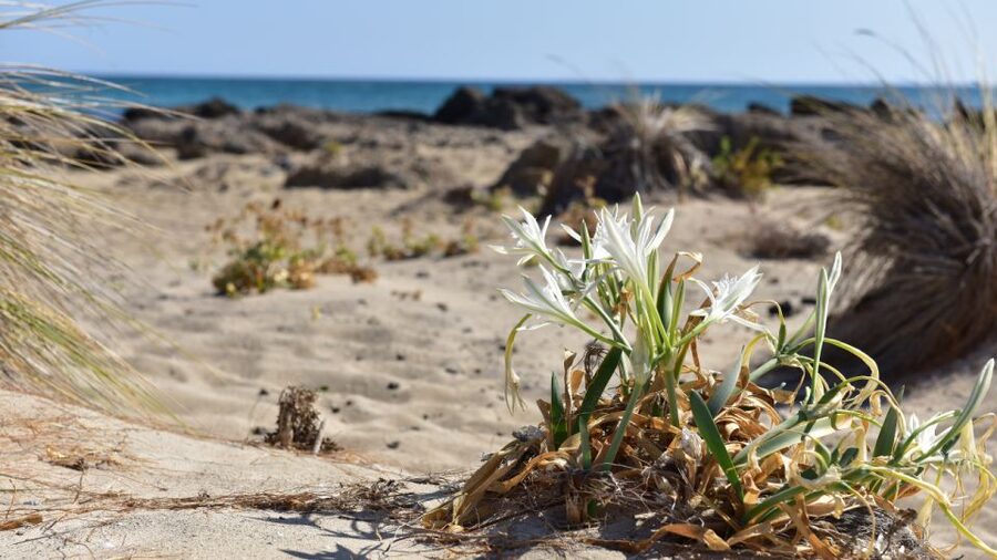 From Heraklion: Elafonisi Beach Day Tour with Pickup - Four and a half hours at Elafonisi Beach