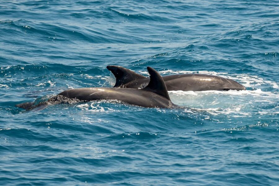 From the Port of Kos: Full Day Boat Cruise to 3 Islands - Fish farms and the chance to see dolphins