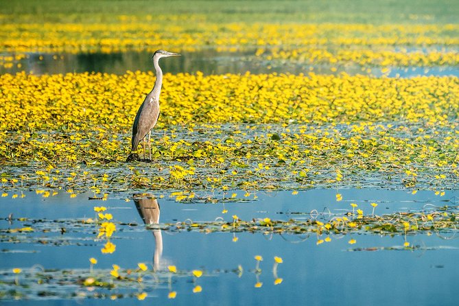 From Thessaloniki: Private Day Trip to Kerkini Lake - The 8:00 AM departure and ride north