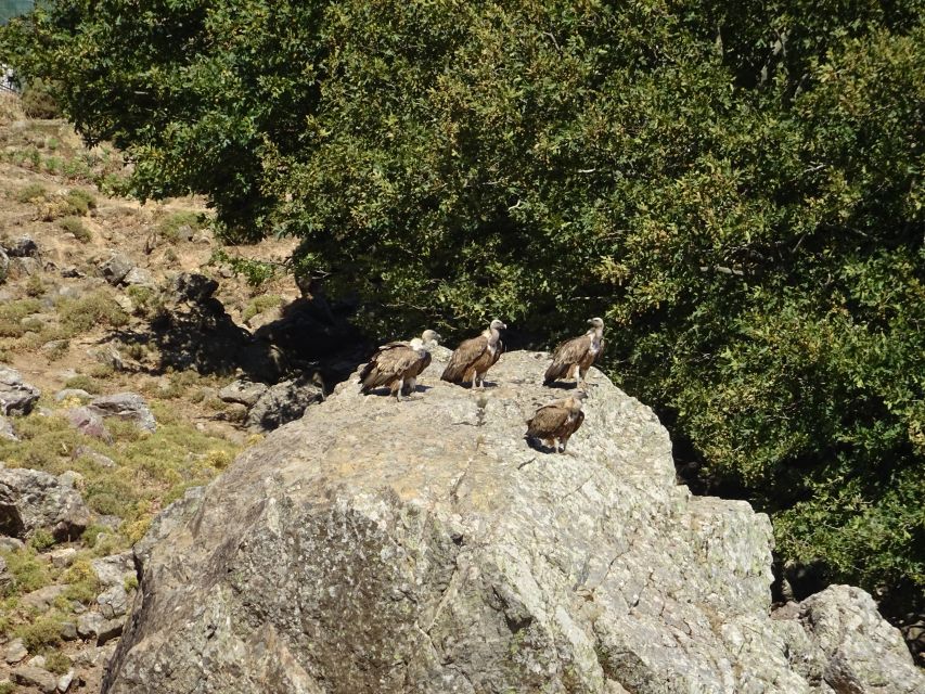 Georgioupolis Full-Day Land Rover Safari Experience - Key points to know before booking