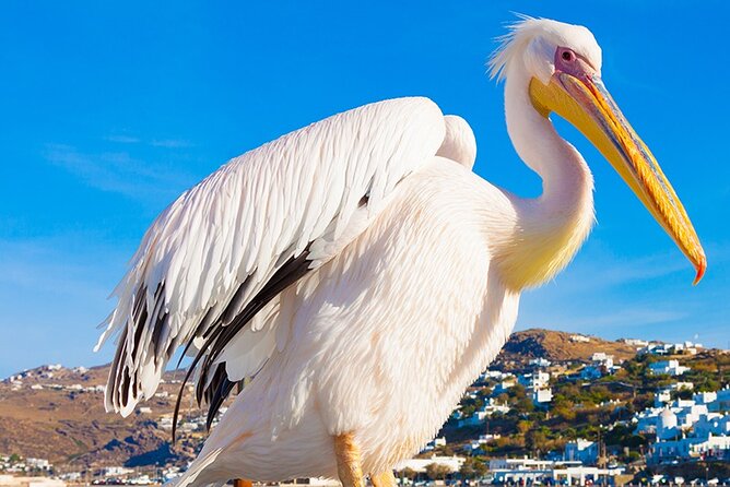 Half-Day Private Guided Tour in Mykonos up to 6 - Mykonos Town, start with the whitewashed maze