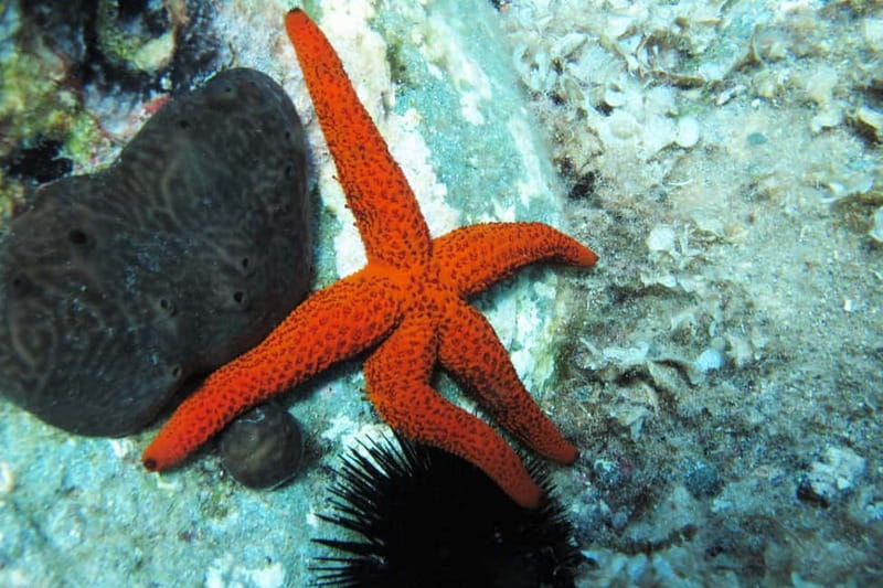Halkidiki-Kassandra: Scuba Diving for Beginners - Quick points before you book