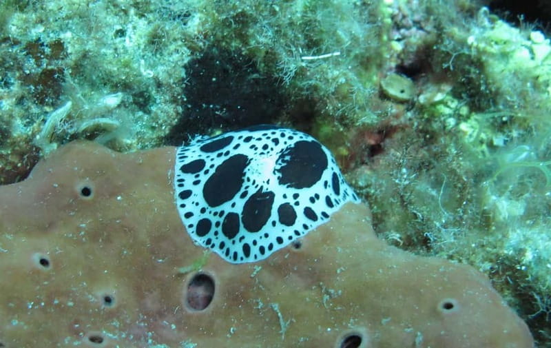 Halkidiki-Kassandra: Scuba Diving for Beginners - Equipment, instruction, and the human touch