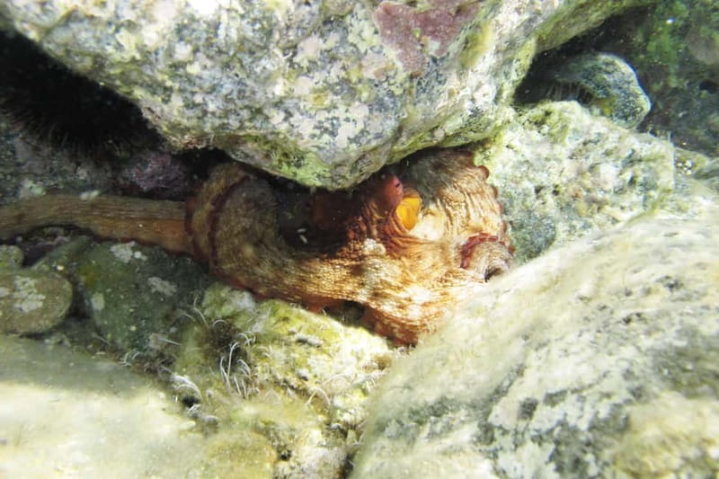 Halkidiki-Kassandra: Scuba Diving for Beginners - Who will enjoy this first scuba session?