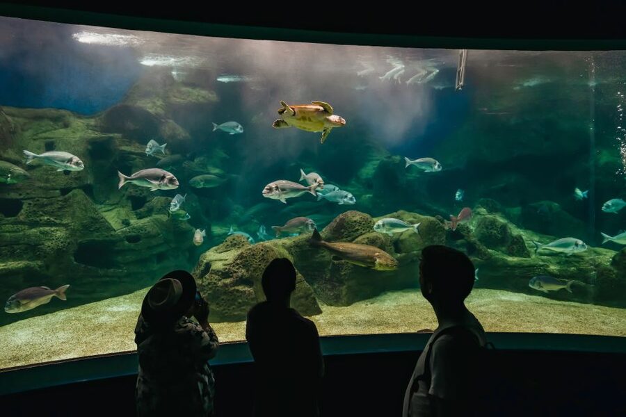 Heraklion Area: CRETAquarium Admission Ticket - A close look at Crete’s Mediterranean sea life