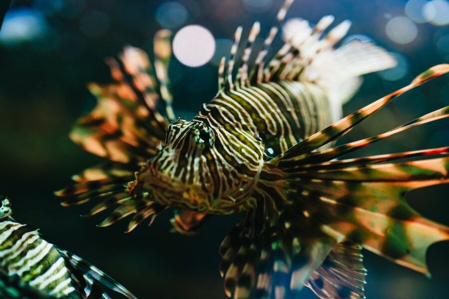 Heraklion Area: CRETAquarium Admission Ticket - From rocky caves to open-water sharks