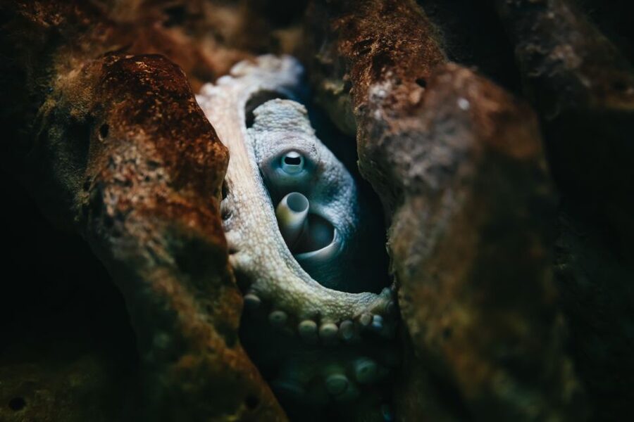 Heraklion Area: CRETAquarium Admission Ticket - A compact route that works for families