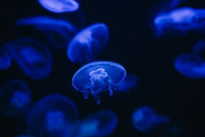 Heraklion Area: CRETAquarium Admission Ticket