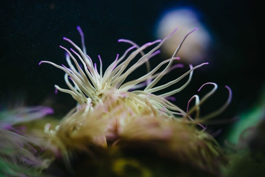 Heraklion Area: CRETAquarium Admission Ticket - The best time to visit CRETAquarium