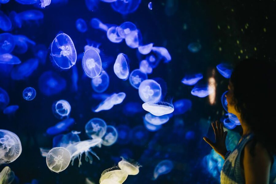 Heraklion Area: CRETAquarium Admission Ticket - Getting there from Heraklion, Malia, or Hersonissos