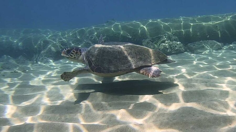 Heraklion: Beginner Scuba Diving Lesson with PADI Instructor - Who should book this Crete scuba session?