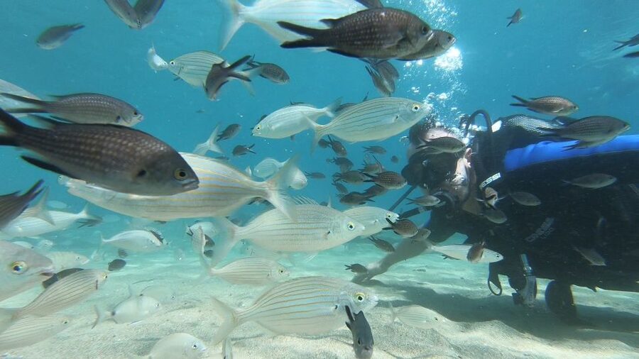 Heraklion: Beginner Scuba Diving Lesson with PADI Instructor - The footage and the quiet finish