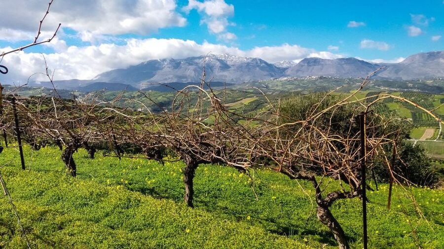 Heraklion: Cretan Wine Tasting Tour & Gourmet Lunch - Who should book this day