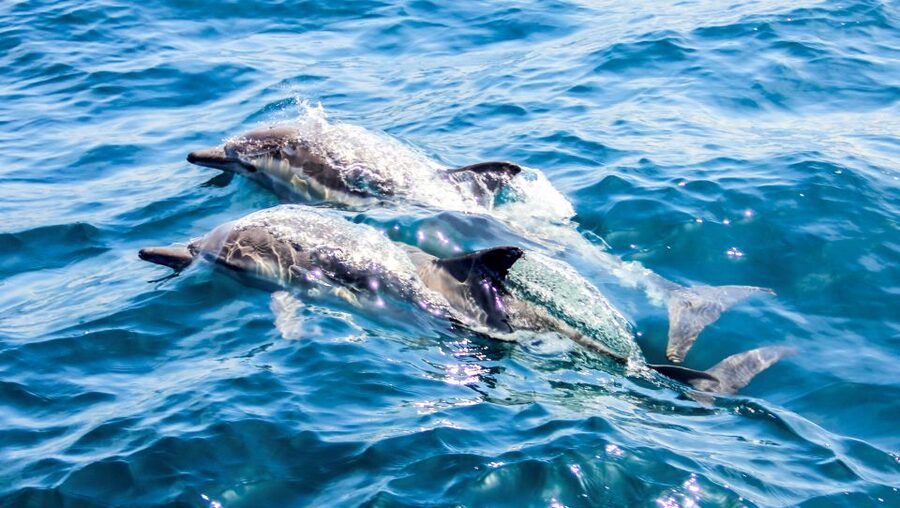 Heraklion: Dia Island Sailboat Cruise with Swimming and Meal - Is $95 a fair price?