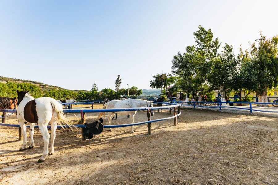 Heraklion: Finikia Horse Riding Tour with Lunch or Dinner - The first hour through olive country