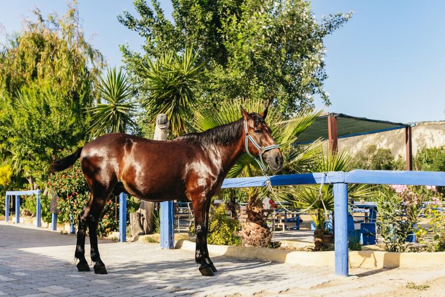 Heraklion: Finikia Horse Riding Tour with Lunch or Dinner - The homemade Cretan meal in the garden
