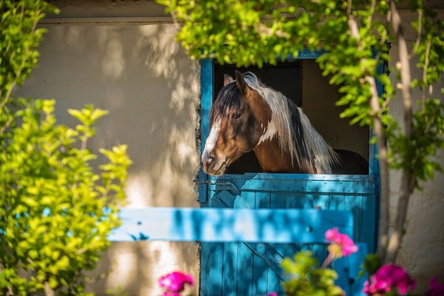 Heraklion: Horseriding Day Tour with Lunch and Transfer - Practical advice for a smoother morning