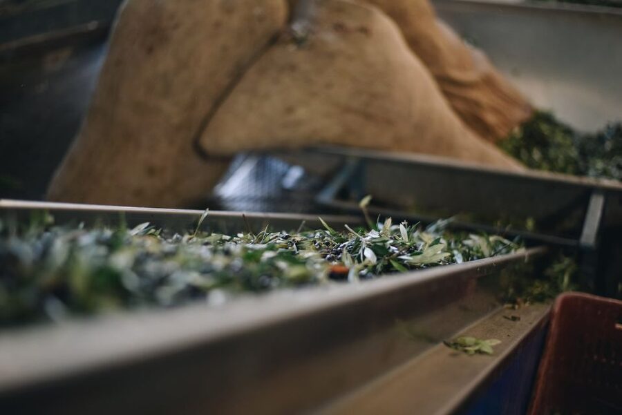 Heraklion: Olive Farm Tour with Tasting of Local Delicacies - Walking among ancient Cretan olive trees