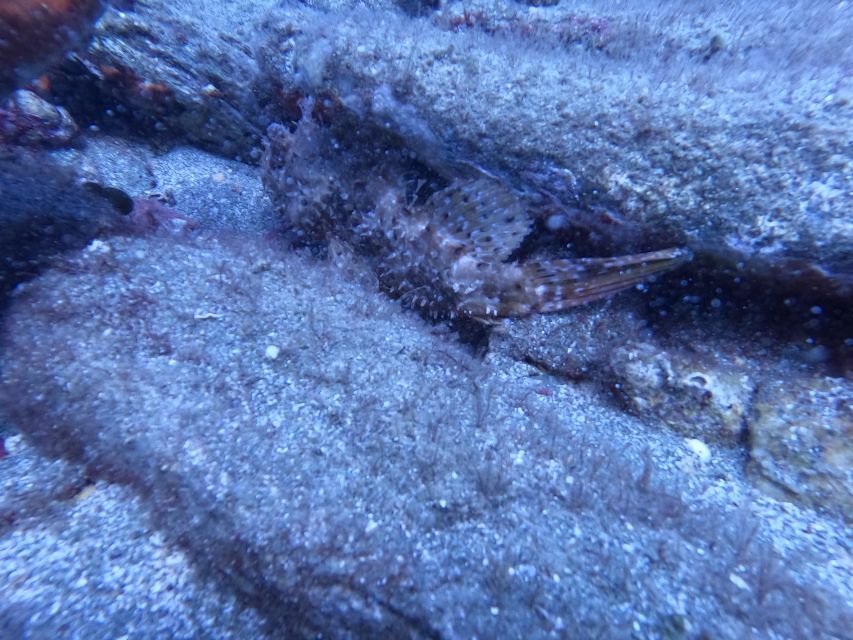 Heraklion: Scuba Diving Experience for Beginners _Beach - Key points to know before booking