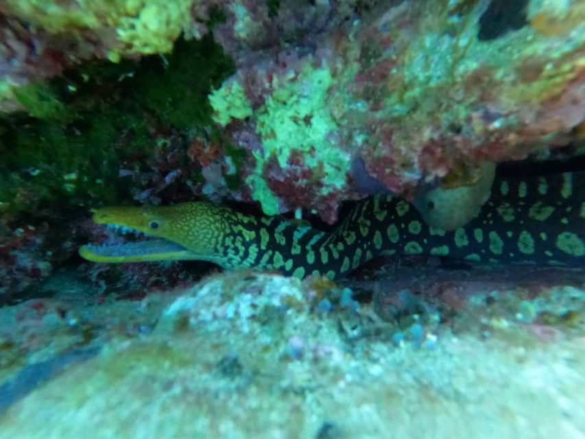 Heraklion: Scuba Diving Experience for Beginners _Beach - What you may see beneath Agia Pelagia Bay