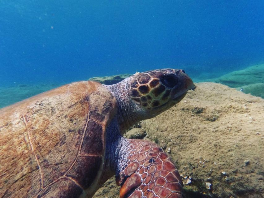 Heraklion: Scuba Diving Experience for Beginners _Beach - Is $81 good value?