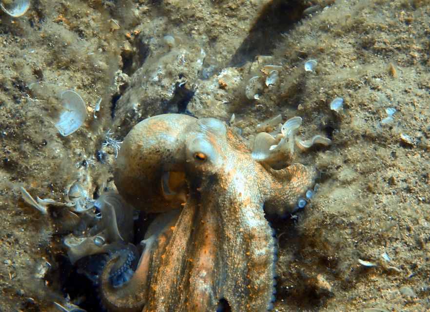 Heraklion: Scuba Diving Experience for First-Timers - Booking, cancellation, and practical details