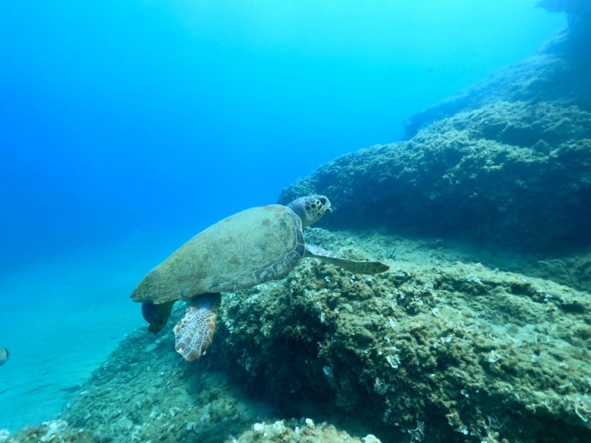 Heraklion: Scuba Diving Experience for First-Timers - How the 45-minute session feels for a beginner