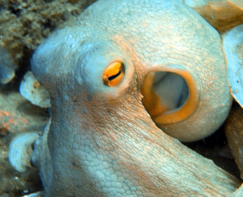 Heraklion: Scuba Diving Experience for First-Timers - What to bring and what to leave behind