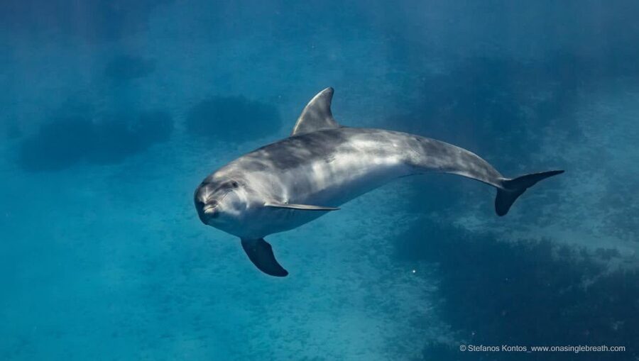 Kamiros Skala : Marine Life Experience & Alimia Island - What to bring and how to prepare