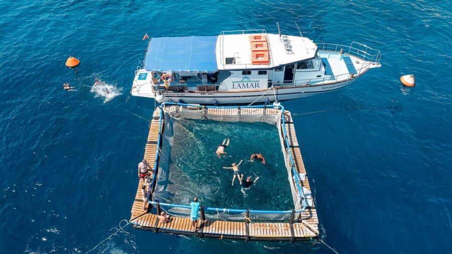 Kamiros Skala: Marine Life Experience by Boat - Why the dolphins are the main event