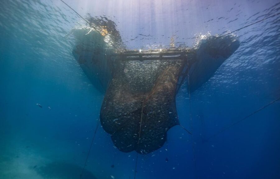 Kamiros Skala: Marine Life Experience by Boat - Stroggyli Islet and an hour in clear water