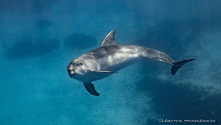 Kamiros Skala: Marine Life Experience by Boat - Family suitability and comfort in the water
