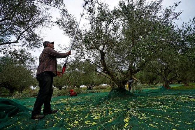 Katakolon Small Group Tour: Olympic site, Honey/Olive Oil Tasting - Padelina Shopping Center and the olive oil tasting