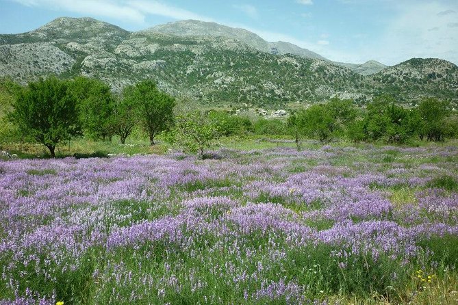 Katharo Route Tour from Agios Nikolaos - Aposelemis Basin and the road inland