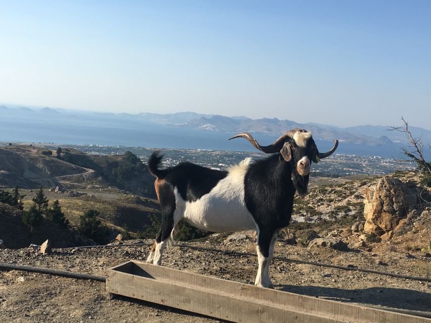 Kos: Full-Day Jeep Safari with Lunch - Key points to know before you book
