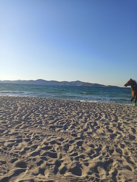 Kos: Horse Riding Experience on the Beach with Instructor - Calm horses and careful instruction for first-time riders
