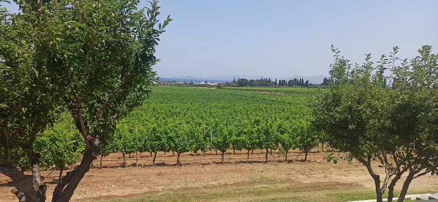 Kos: Wineries Tour w/ Wine Tastings & Transportation - What you actually eat and drink