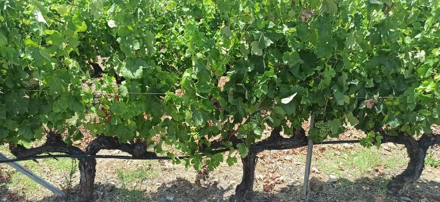 Kos: Wineries Tour w/ Wine Tastings & Transportation - FAQ