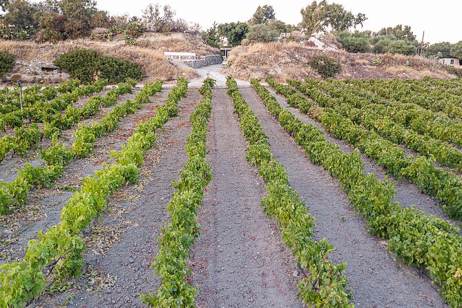 Kostantakis Winery - Milos Island Tour & Wine Tasting Experience - What the $72.41 price really covers