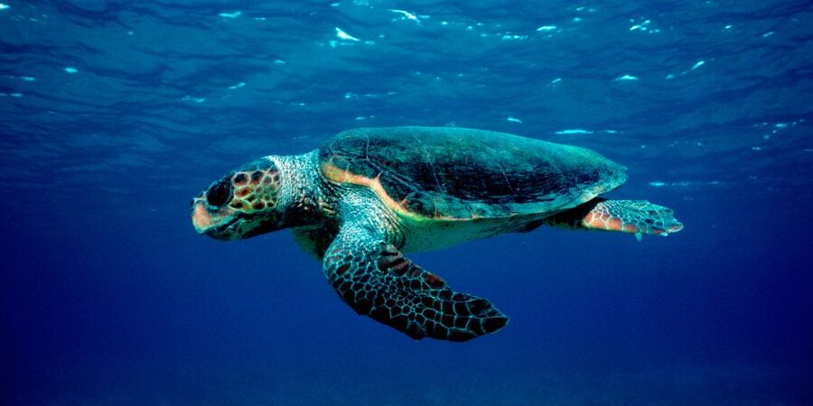 Laganas Zakynthos: Marathonissi, Keri Caves and Turtles Spot - Key points to know before you book