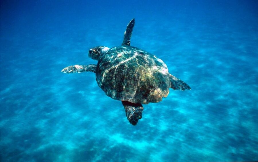 Laganas Zakynthos: Marathonissi, Keri Caves and Turtles Spot - Loggerhead turtles in Laganas Bay