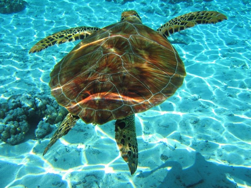 Laganas Zakynthos: Marathonissi, Keri Caves and Turtles Spot - Watching the water through the glass bottom